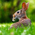 TREの振動の特徴と有用性